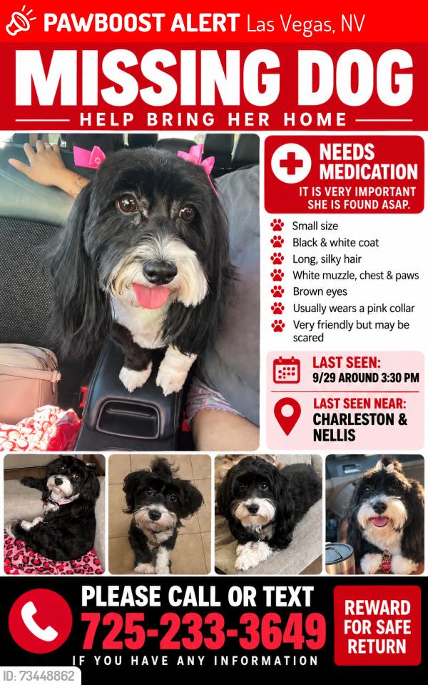 Lost Female Dog last seen Charleston and Nellis, Las Vegas, NV 89142