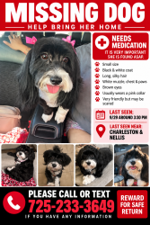 Lost Female Dog last seen Charleston and Nellis, Las Vegas, NV 89142