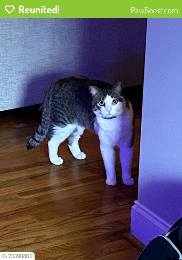 Reunited Male Cat last seen Star above Lindale area, Rome, GA 30161