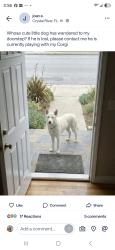 Found/Stray Unknown Dog last seen Avocado Street, Crystal River, FL 34428