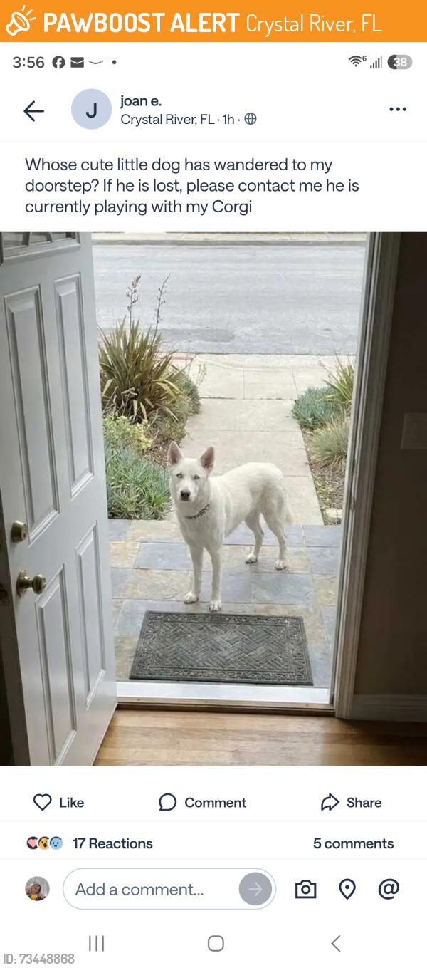 Found/Stray Unknown Dog last seen Avocado Street, Crystal River, FL 34428