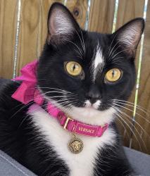 Lost Female Cat last seen Near Trevi Ct, Kissimmee, FL, USA, Kissimmee, FL 34746