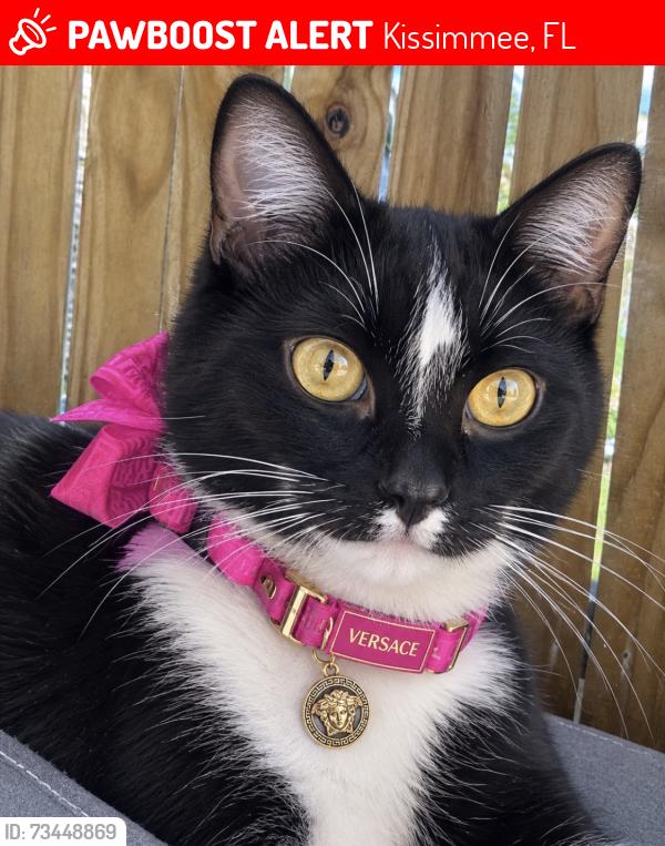 Lost Female Cat last seen Near Trevi Ct, Kissimmee, FL, USA, Kissimmee, FL 34746