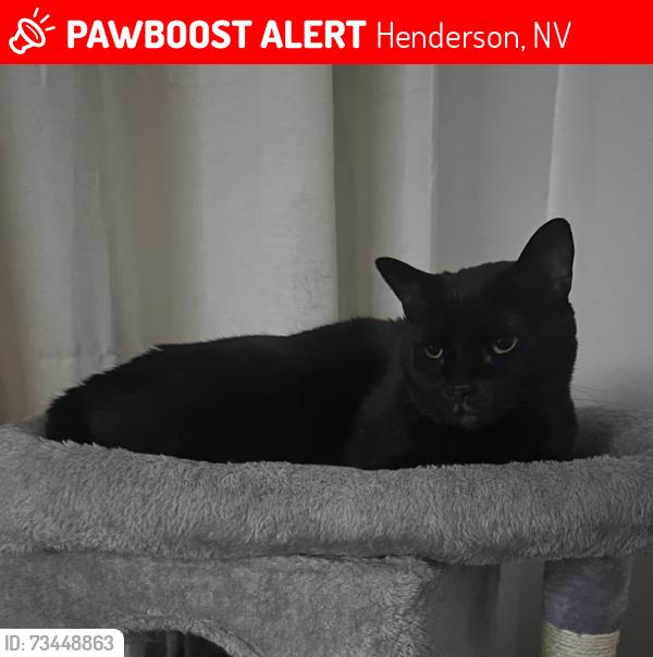 Lost Male Cat last seen Legacy Golf Club Fairways, Henderson, NV 89074