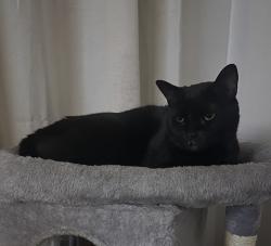 Lost Male Cat last seen Legacy Golf Club Fairways, Henderson, NV 89074