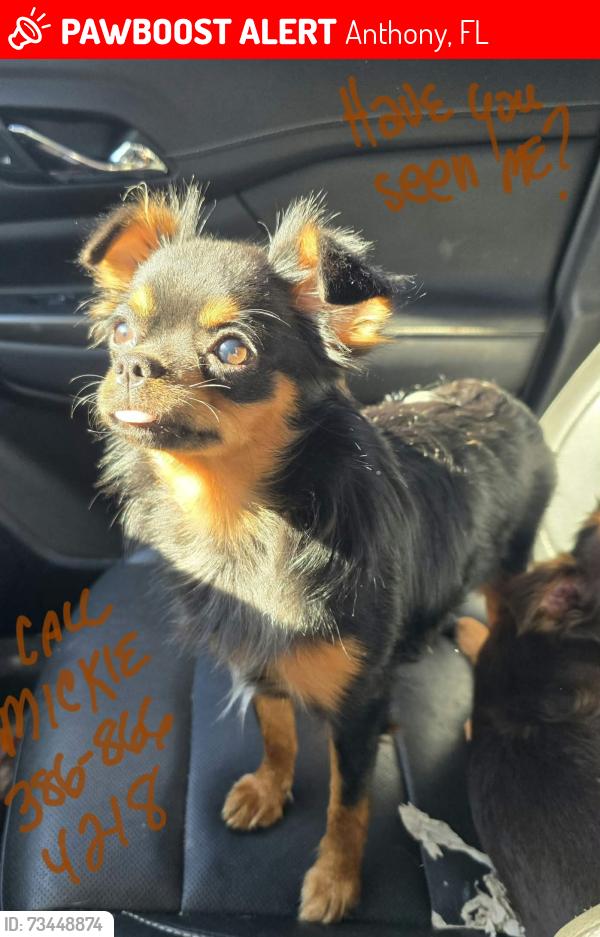 Lost Female Dog last seen 33rd Ct Anthony, FL, Anthony, FL 34479
