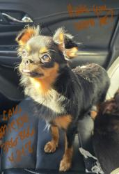 Lost Female Dog last seen 33rd Ct Anthony, FL, Anthony, FL 34479