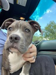Reunited Female Dog last seen Burgers and tulip circle, Las Cruces, NM 88007