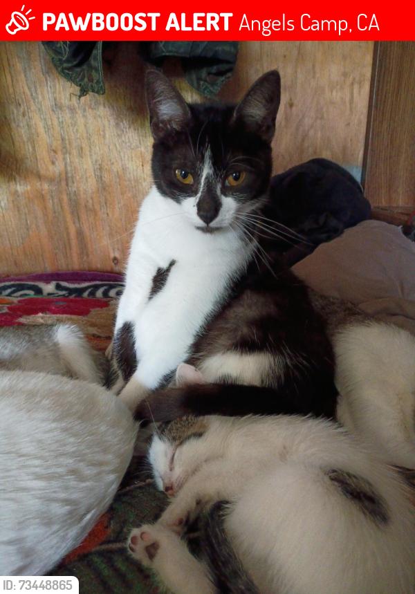 Lost Female Cat last seen Stanislaus, Angels Camp, CA 95222