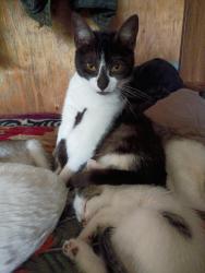 Lost Female Cat last seen Stanislaus, Angels Camp, CA 95222