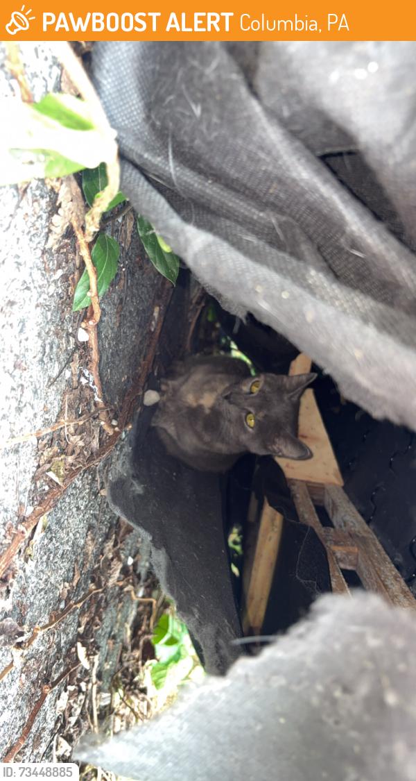 Found/Stray Unknown Cat last seen Lawrence and South 2nd street, Columbia, PA 17512