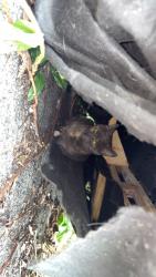 Found/Stray Unknown Cat last seen Lawrence and South 2nd street, Columbia, PA 17512