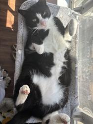 Lost Male Cat last seen Sorrento Dr, Murrieta, CA 92563