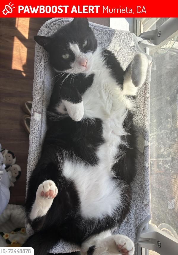 Lost Male Cat last seen Sorrento Dr, Murrieta, CA 92563