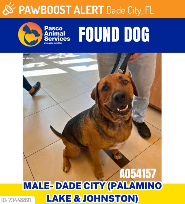 Found/Stray Male Dog last seen Palamino Lake Dr & Johnston Dr, Dade City, FL 33523