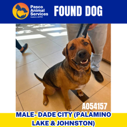 Found/Stray Male Dog last seen Palamino Lake Dr & Johnston Dr, Dade City, FL 33523