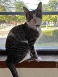 Reunited Male Cat last seen Palmer and Sayre, Chicago, IL 60707