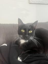 Reunited Male Cat last seen Willow and chestnut, Long Beach, CA 90806