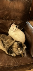 Reunited Male Cat last seen Winchester and Granville, Chicago, IL 60660
