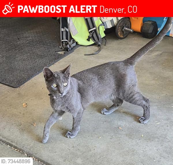 Lost Male Cat last seen 51st Pl and Bahama street, Denver, CO 80249