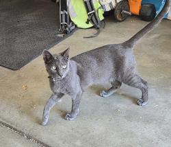 Lost Male Cat last seen 51st Pl and Bahama street, Denver, CO 80249