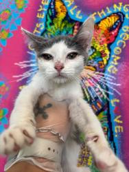 Shelter Stray Male Cat last seen Bexar County, 3353 Morningside Dr, New Braunfels, TX 78132, USA