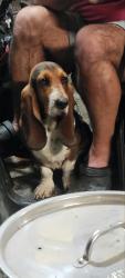 Reunited Female Dog last seen Revere ave clinton tn, Clinton, TN 37716