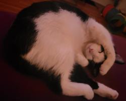 Lost Male Cat last seen back yard, Beckett Ridge, OH 45069