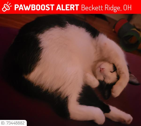 Lost Male Cat last seen back yard, Beckett Ridge, OH 45069