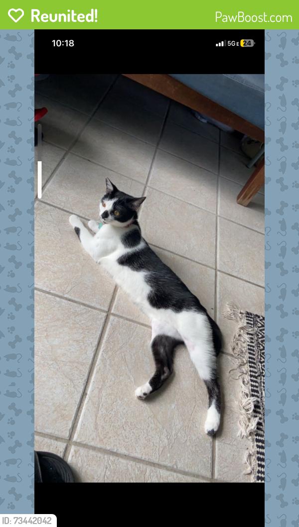 Reunited Female Cat last seen East bay and Rosery, Largo, FL 33770