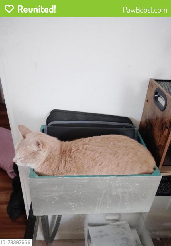 Reunited Female Cat last seen Canton & Englewood Dr, Lemon Grove, CA 91945