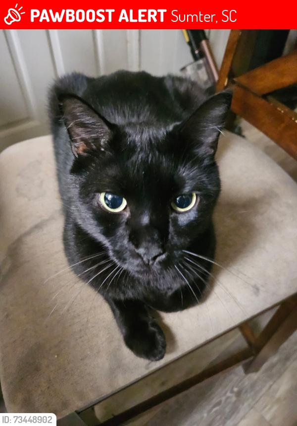 Lost Male Cat last seen Behind Sumter Highschool, Sumter, SC 29154