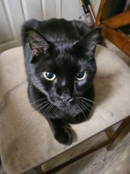 Lost Male Cat last seen Behind Sumter Highschool, Sumter, SC 29154