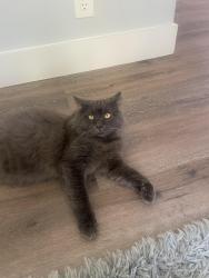 Found/Stray Unknown Cat last seen Little Kelly and North Dr, Rocky Point, NC 28457