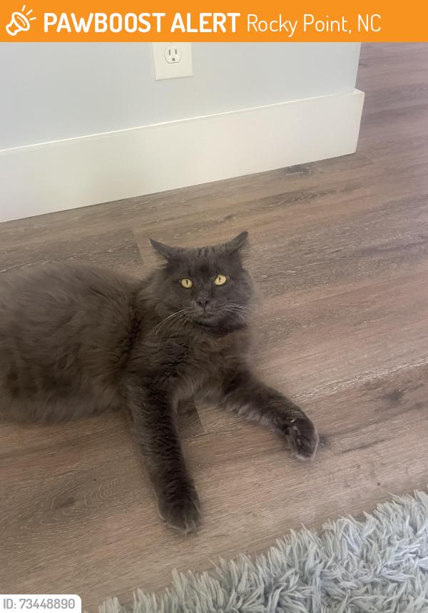 Found/Stray Unknown Cat last seen Little Kelly and North Dr, Rocky Point, NC 28457