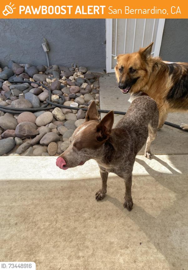 Found/Stray Male Dog last seen McDonald’s, San Bernardino, CA 92404