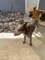 Found/Stray Male Dog last seen McDonald’s, San Bernardino, CA 92404