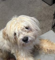 Found/Stray Male Dog last seen Bethania station/ Bethania rd, Winston-Salem, NC 27106