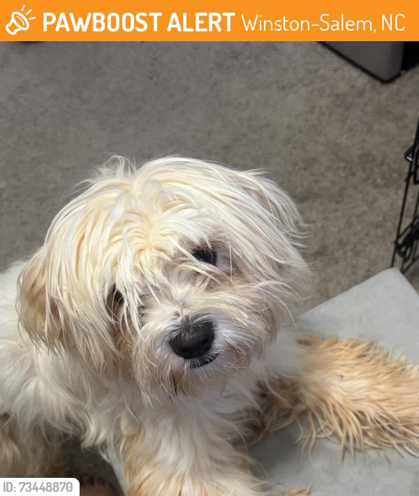 Found/Stray Male Dog last seen Bethania station/ Bethania rd, Winston-Salem, NC 27106