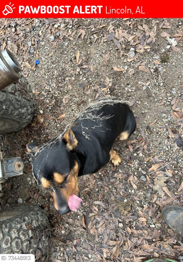 Lost Male Dog last seen trailer park off of springhill rd in lincoln, Lincoln, AL 35096