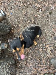 Lost Male Dog last seen trailer park off of springhill rd in lincoln, Lincoln, AL 35096