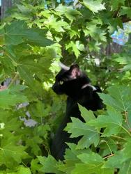 Lost Female Cat last seen Yale And Knoxville way, Denver, CO 80227