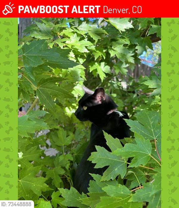 Lost Female Cat last seen Yale And Knoxville way, Denver, CO 80227