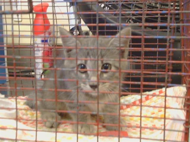 Shelter Stray Female Cat last seen CHERVIL CT AT CORBAN CT, 95843, 3839 Bradshaw Rd, Sacramento, CA 95827, USA