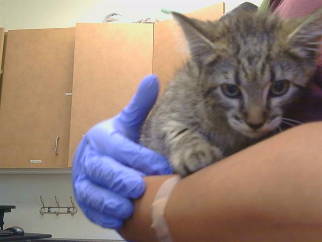 Shelter Stray Female Cat last seen CHERVIL CT AT CORBAN CT, 95843, 3839 Bradshaw Rd, Sacramento, CA 95827, USA