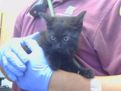 Shelter Stray Male Cat last seen CHERVIL CT AT CORBAN CT, 95843, 3839 Bradshaw Rd, Sacramento, CA 95827, USA