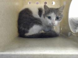 Shelter Stray Female Cat last seen Near BLOCK MANGO CIR, FAYETTEVILLE NC 28304, 4704 Corporation Dr, Fayetteville, NC 28306, USA
