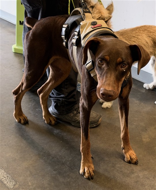 Shelter Stray Female Dog last seen , 1850 W 60th St, Los Angeles, CA 90047, USA