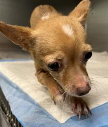 Shelter Stray Female Dog last seen INDIANA AVE MOUNT DORA, 12280 County Rd 448, Tavares, FL 32778, USA