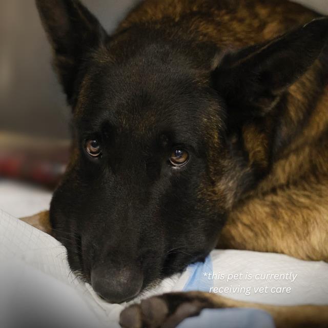 Shelter Stray Male Dog last seen Near BLOCK O'CONNOR RD, 4710 TX-151, San Antonio, TX 78227, USA